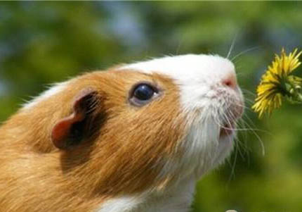 緞毛白色鳳冠天竺鼠的飼養(yǎng)環(huán)境