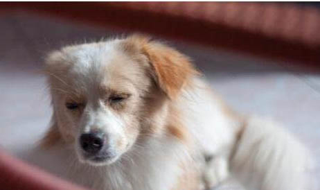 狗狗怕熱是得犬瘟熱了嗎