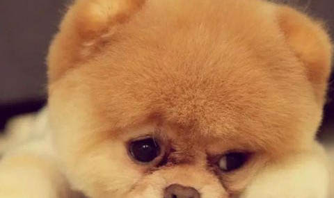 哪些原因會造成狗狗過敏