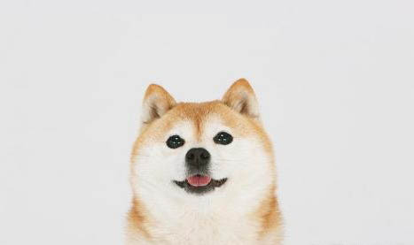 柴犬幾個月開始補鈣