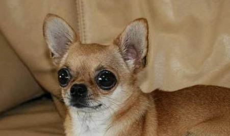 吉娃娃注意事項(xiàng)