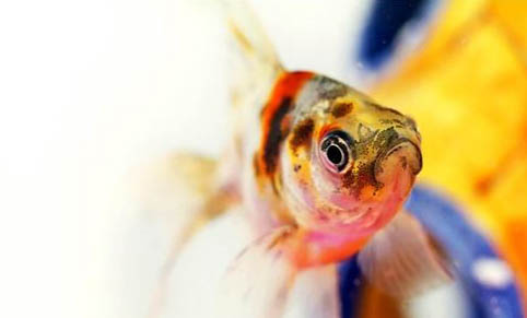 小型觀賞魚魚糧哪個牌子好