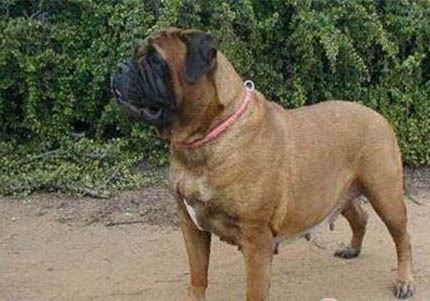 怎么樣讓牛頭梗更強壯?