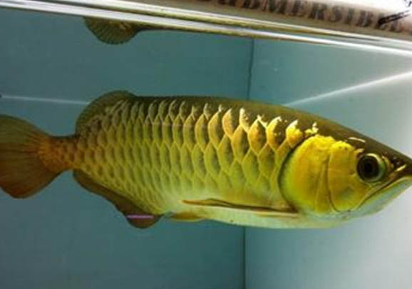 如何培養金龍魚認識主人