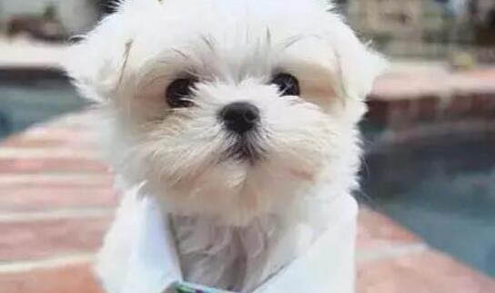 狗狗啃墻皮吃是什么原因