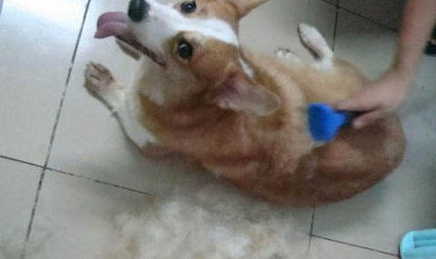 狗的種類有很多