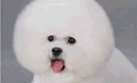 狗窩和狗墊子哪個(gè)好？