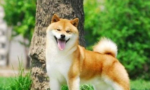 柴犬和秋田犬哪個(gè)聰明