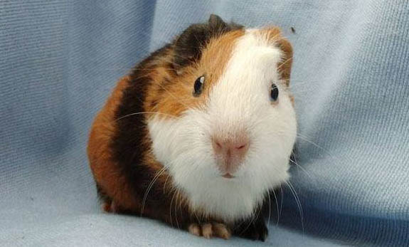 飼養(yǎng)荷蘭豬前需要注意哪些事項