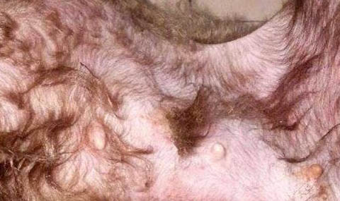 狗狗翻腸子多久能好?