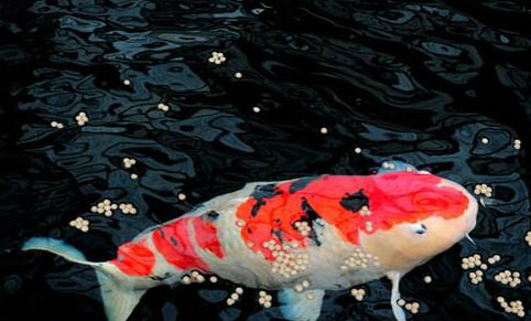 釣魚竿怎樣選擇魚線