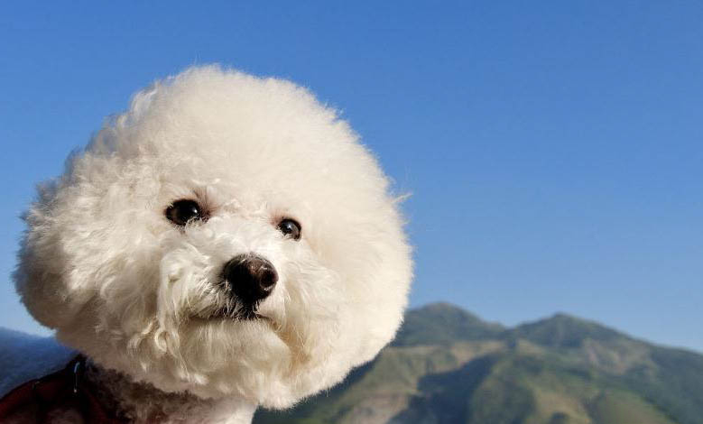 純種比熊犬多少錢一只?