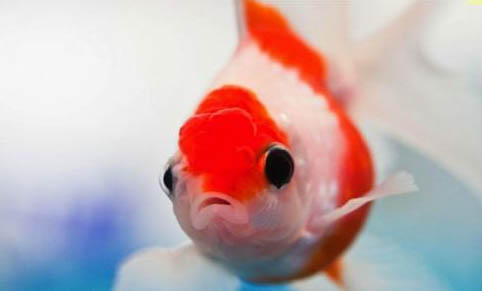 金魚互相咬怎么回事?