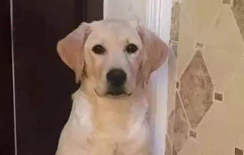 拉布拉多犬壽命多少年