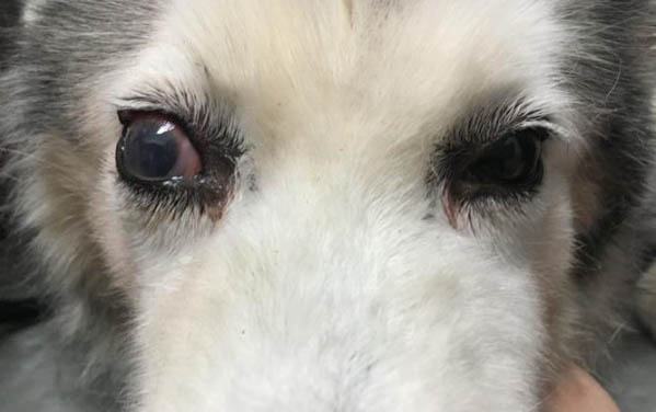 狗狗為什么喜歡吃生豬肝