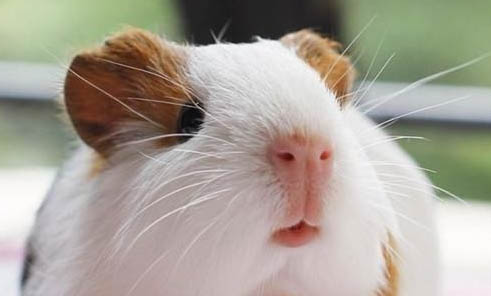 荷蘭豬球蟲病有什么癥狀