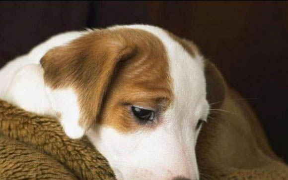 幼犬細小臨死征兆有哪些