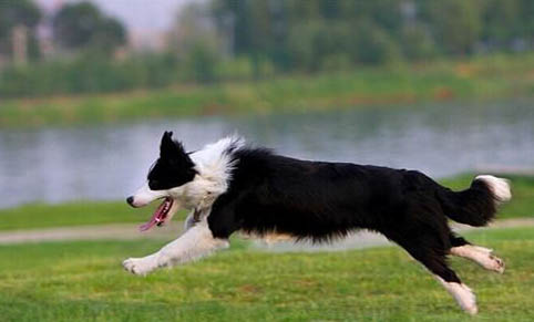 邊境牧羊犬吐白色粘稠液體的原因及處理方法