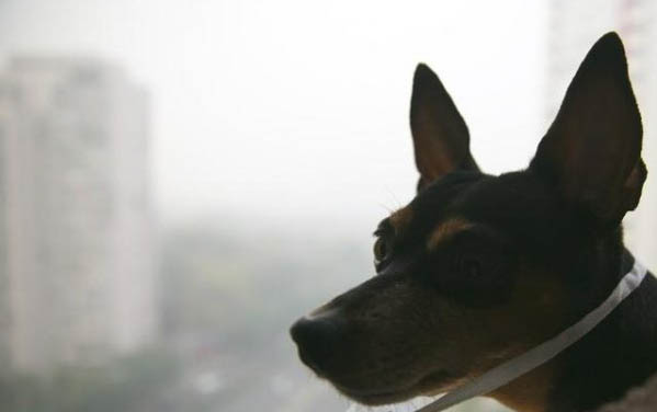 狗狗晚上不睡覺不安怎么回事