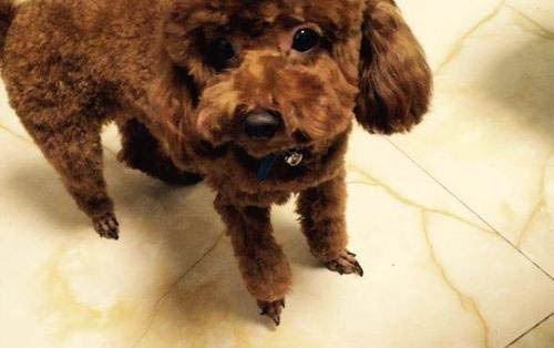 狗狗胃炎如何治療