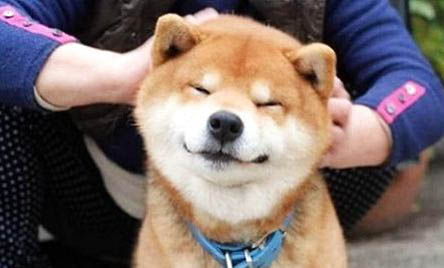 柴犬的壽命一般是多久