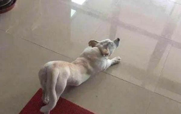 小狗拉稀有血絲