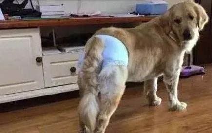 犬蛔蟲會傳染人嗎