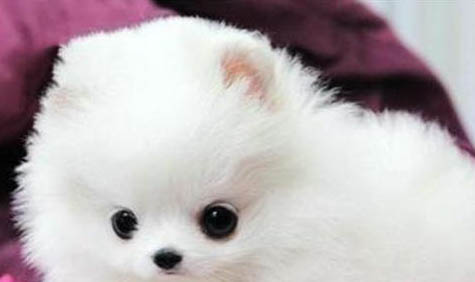 博美犬壽命一般多少年