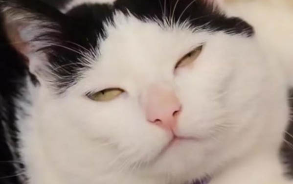 貓咪反感主人的表現