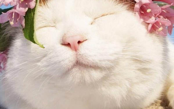 貓咪能吃圣女果嗎