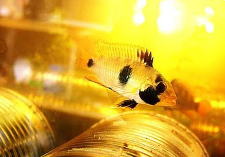 熊貓金魚要怎么養(yǎng)