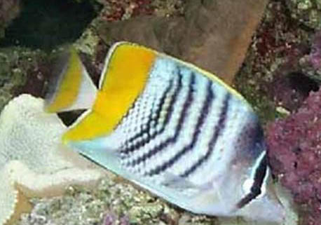 怪蝴蝶魚的飼養(yǎng)環(huán)境