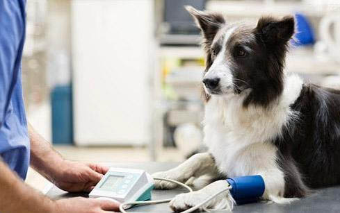 博美犬有淚痕怎么辦呢