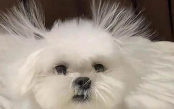 細小犬瘟怎么治療