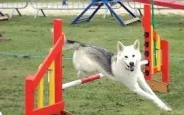 國(guó)內(nèi)德牧犬舍排名
