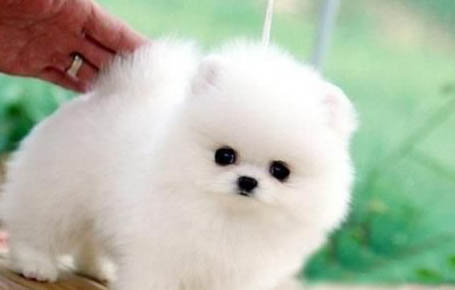 如何梳理狗狗的毛