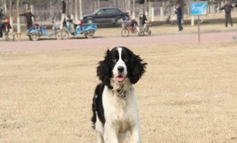 狗狗可以吃蛋清嗎