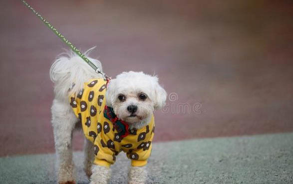 泰迪犬怎么訓練大小便？