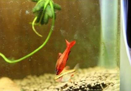 羅漢魚能活多久