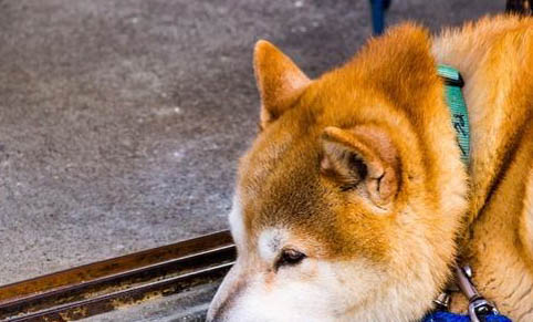 秋田犬和柴犬哪個聰明