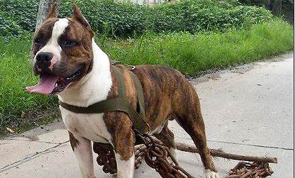 斯塔福犬適合家養嗎