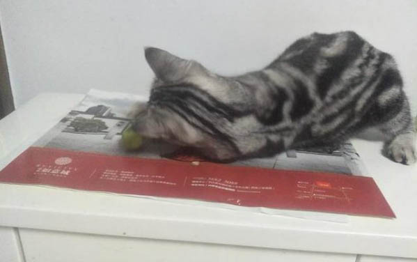 為什么小貓十天左右都死了