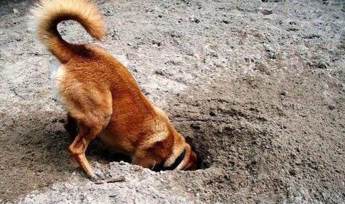 狗狗懷孕不吃東西怎么辦