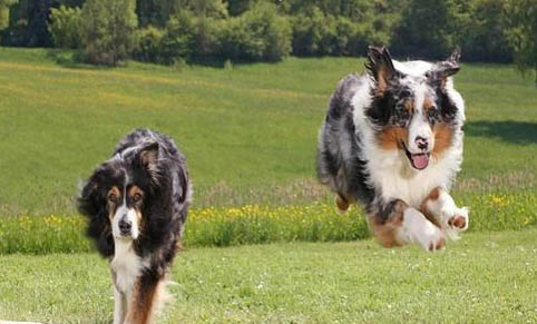 如何糾正狗狗對其他犬兇