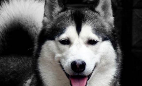 哈士奇幼犬如何飼養