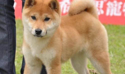 柴犬的飼養要點有哪些