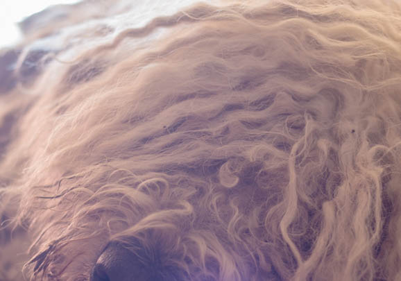 可蒙犬干咳的原因及處理方法