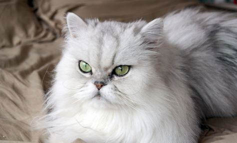 波斯貓真菌皮膚病初期