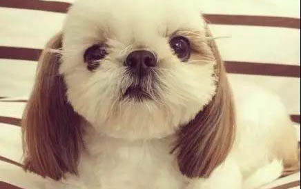 狗狗前腿關節囊腫怎么辦