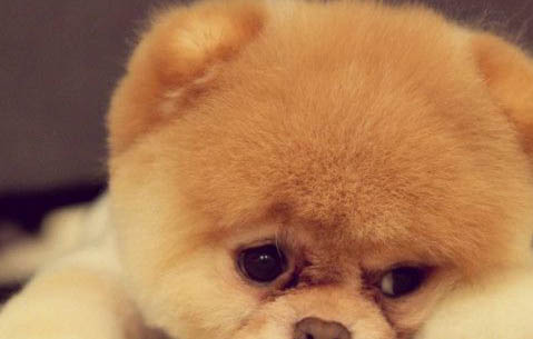 俊介犬長大后的樣子